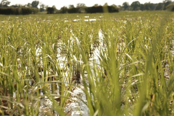 Olympic Park Wetlands