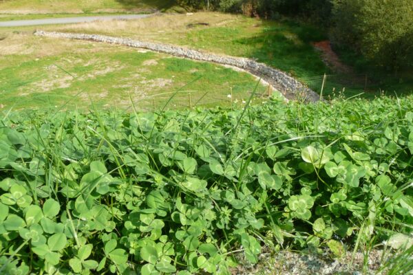 Dan Y Lan Landfill Slip