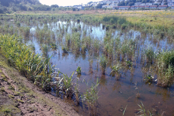 Restoring East Tullos Burn