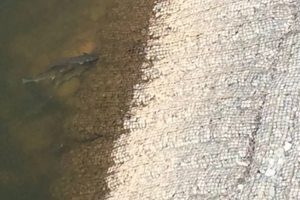 High Energy Inter Tidal Solution on the River Exe