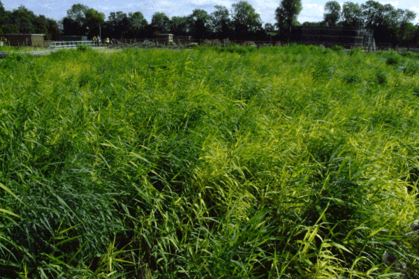 Floating Reedbed Maintenance, Papworth Everard