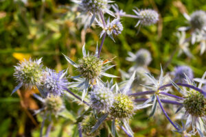 Eryngium Planum Or Blue Sea Holly - Flower Growing On Meadow. Wild Herb Plants