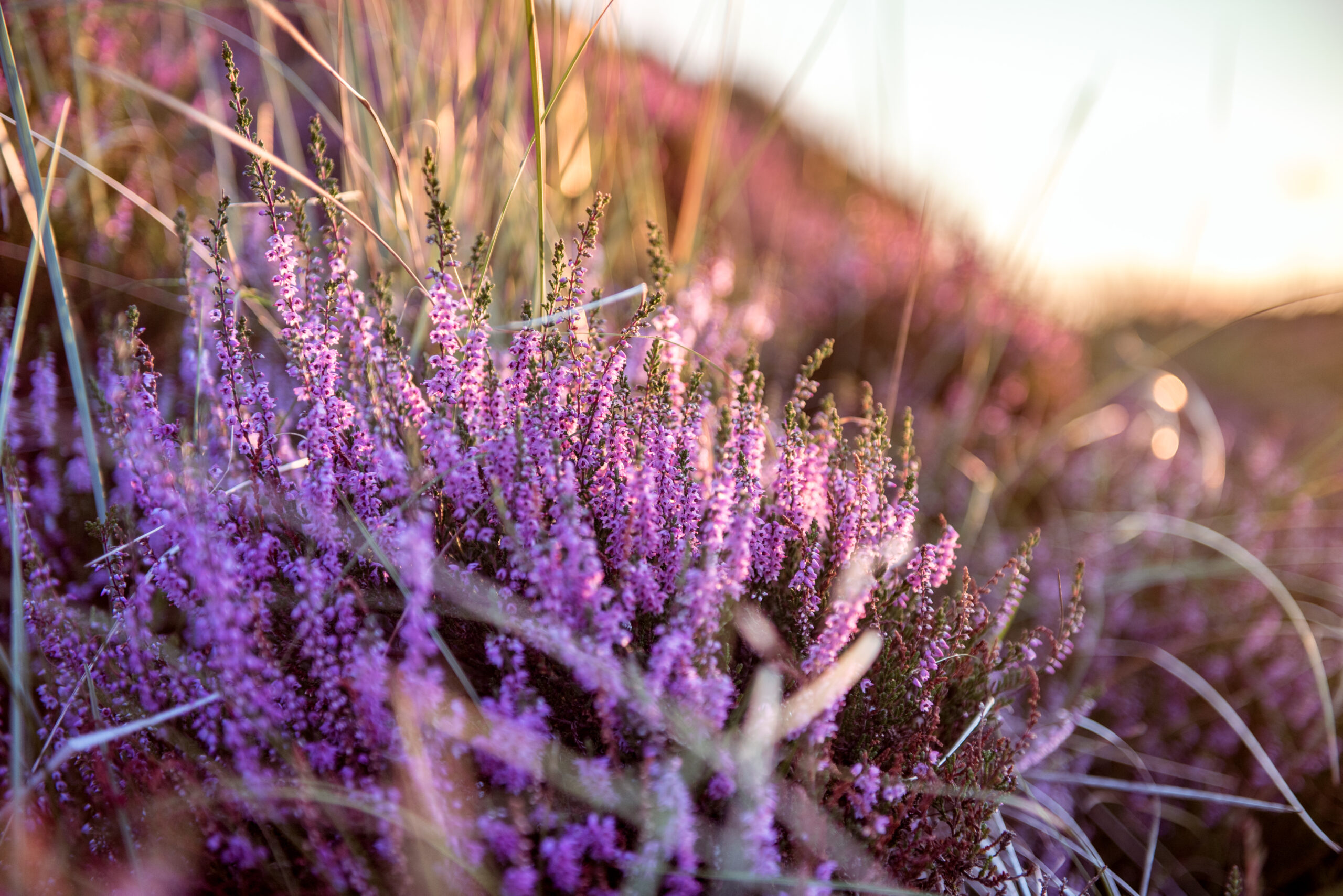 Moorland Plants