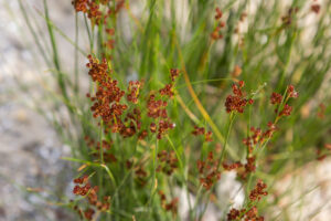 Common Soft Rush Juncus effusus is a perennial herbaceous flowering plant species in the family Juncaceae