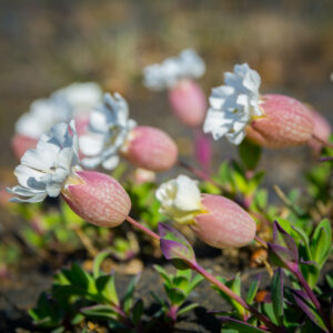 Silene uniflora, commonly known as sea campion, part of the pink family Caryophyllaceae