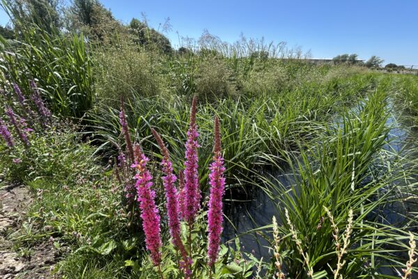 Integrated Constructed Wetland - Hinckley Sewerage Treatment Works
