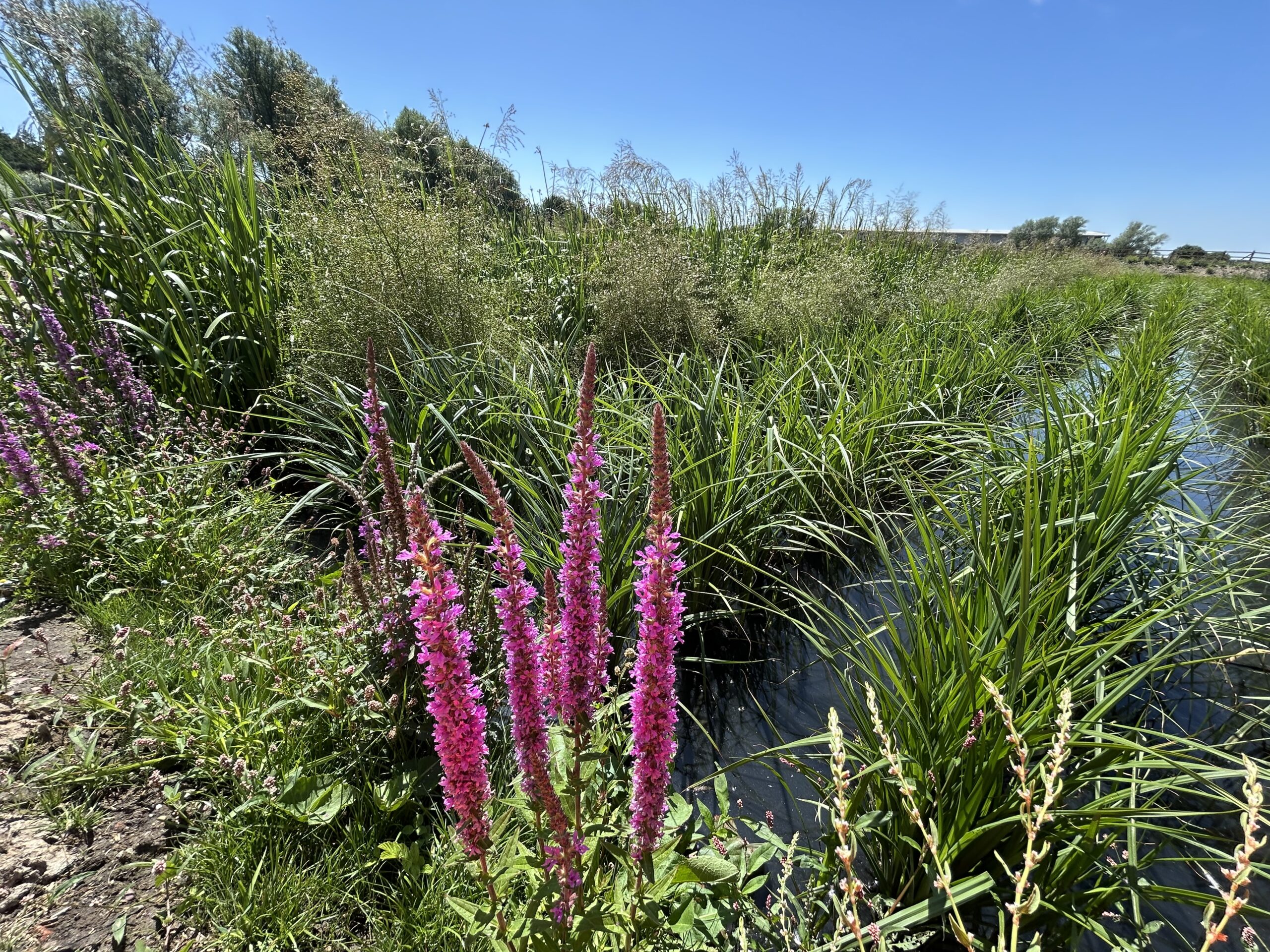 Integrated Constructed Wetland - Hinckley Sewerage Treatment Works