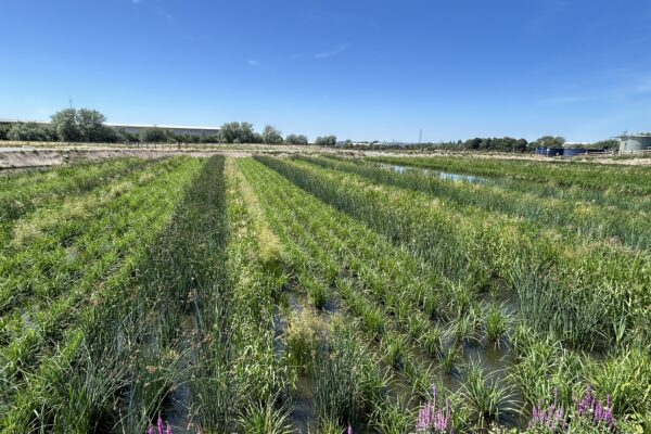 Integrated Constructed Wetland - Hinckley Sewerage Treatment Works