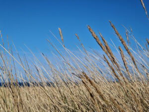 Marram grass