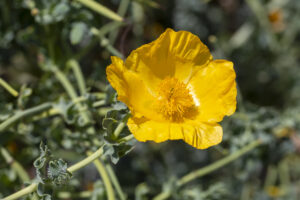 yellow poppy