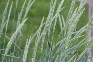 Green sea lyme grass (Leymus arenarius) in summer garden