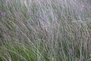 Dense vegetation of Purple moor-grass