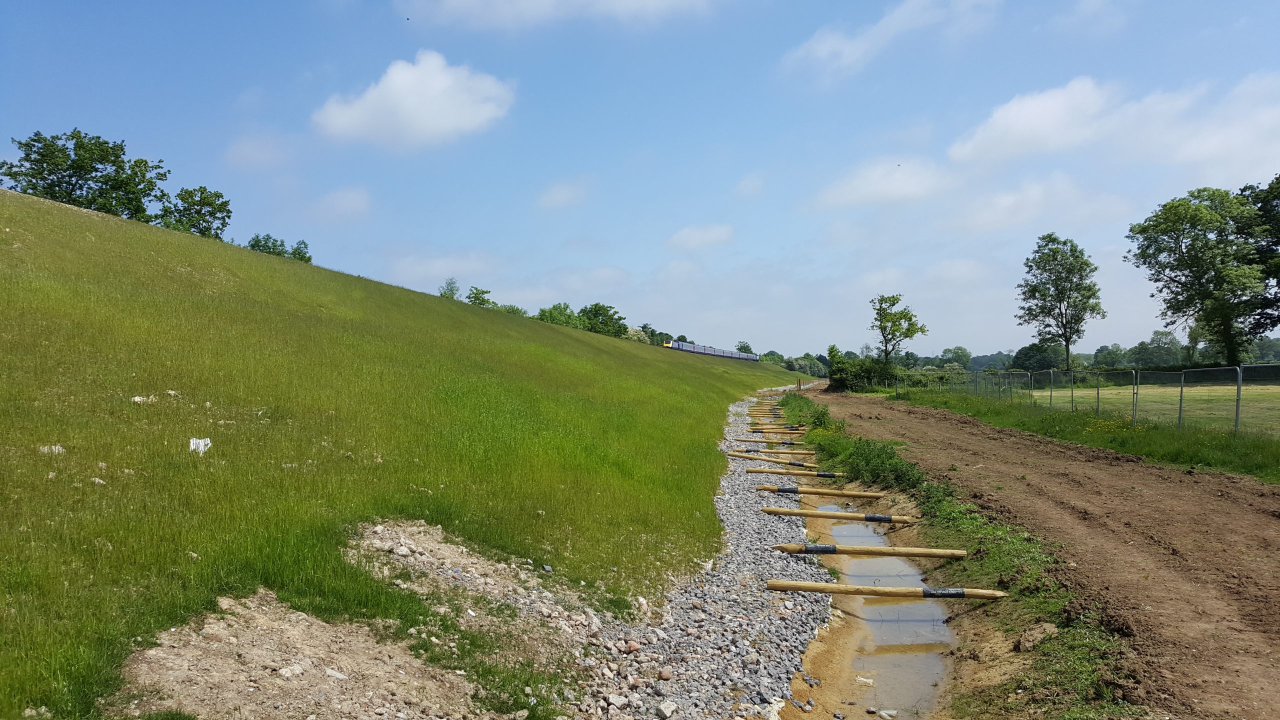 Rodbourne-railway-embankment-in-June