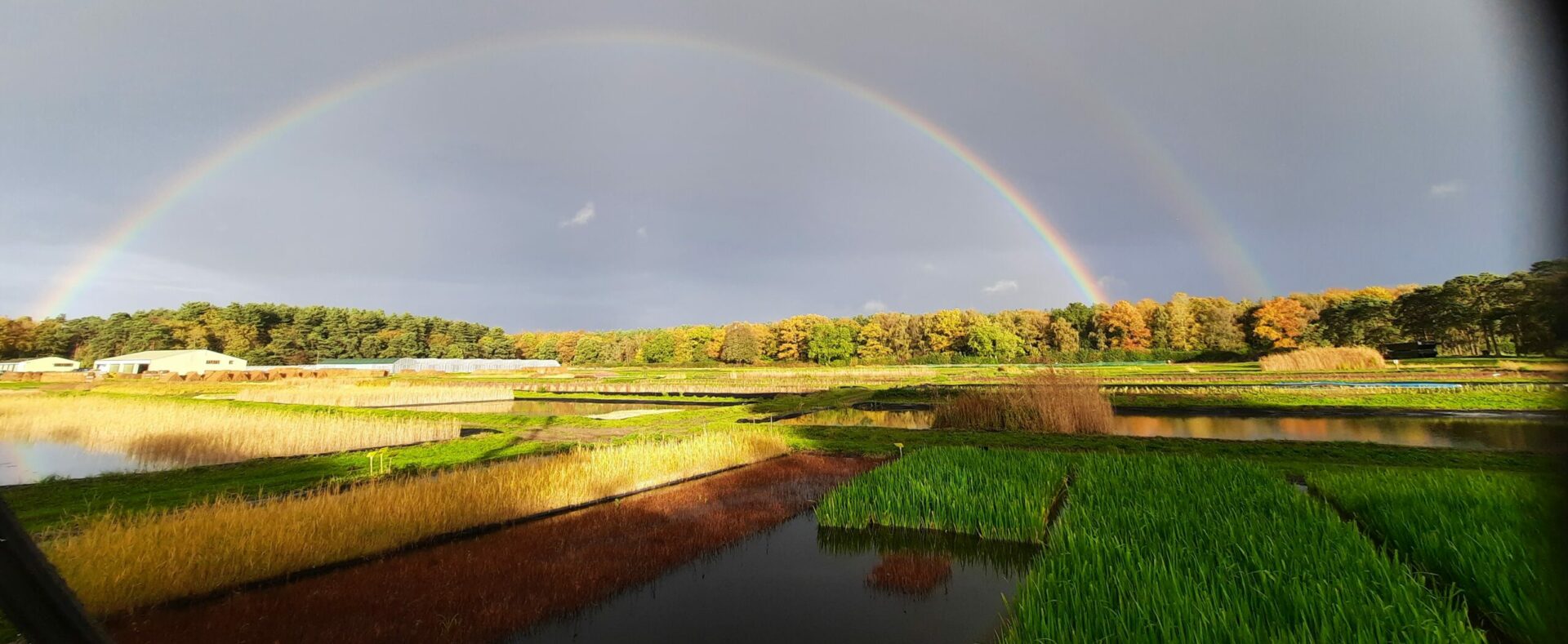 Croxton Nursery Rainbow
