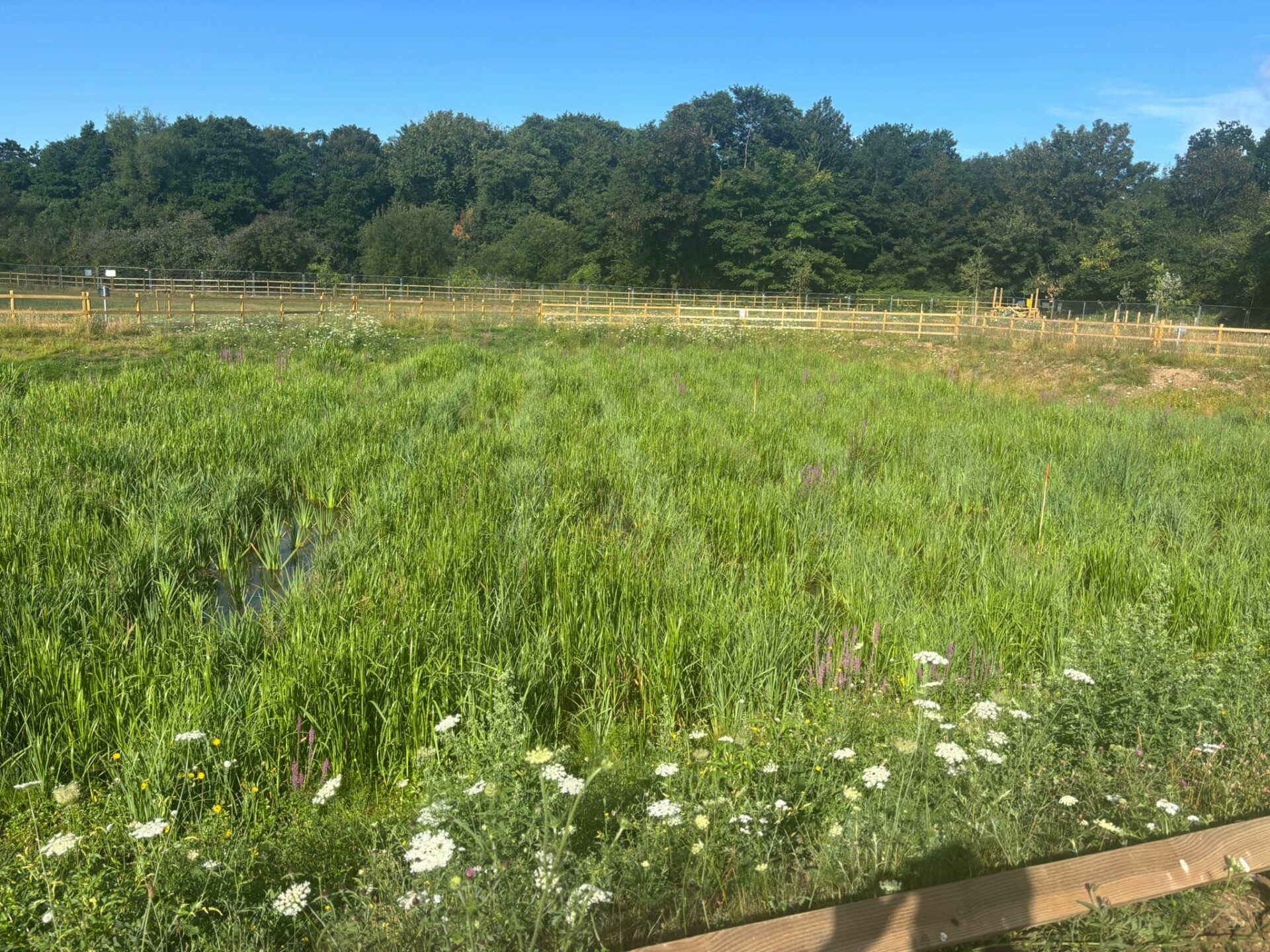 On behalf of DCWW (Dŵr Cymru Welsh Water) and as part of an AMP7 trial, Salix completed works on an Integrated Constructed Wetland (ICW) at Tremeirchion waste water treatment works.