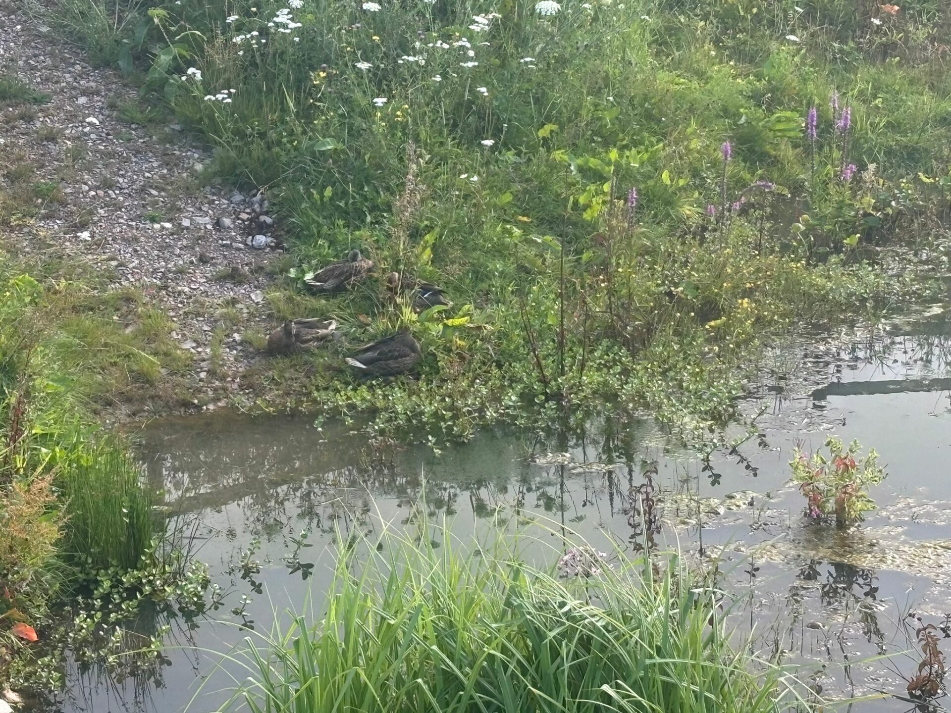 On behalf of DCWW (Dŵr Cymru Welsh Water) and as part of an AMP7 trial, Salix completed works on an Integrated Constructed Wetland (ICW) at Tremeirchion waste water treatment works.