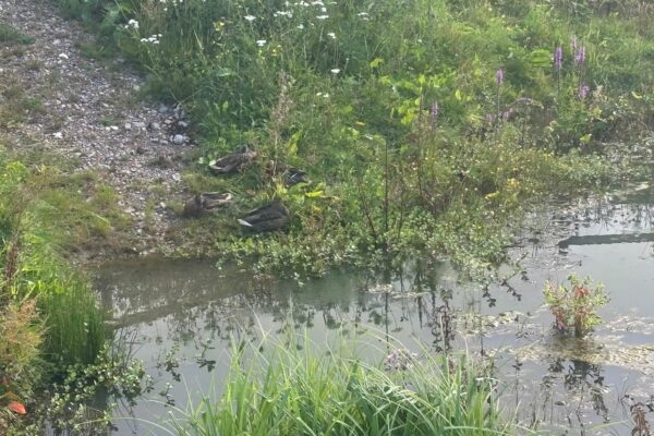 On behalf of DCWW (Dŵr Cymru Welsh Water) and as part of an AMP7 trial, Salix completed works on an Integrated Constructed Wetland (ICW) at Tremeirchion waste water treatment works.