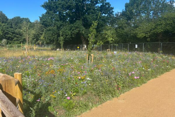 On behalf of DCWW (Dŵr Cymru Welsh Water) and as part of an AMP7 trial, Salix completed works on an Integrated Constructed Wetland (ICW) at Tremeirchion waste water treatment works.