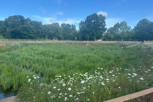 On behalf of DCWW (Dŵr Cymru Welsh Water) and as part of an AMP7 trial, Salix completed works on an Integrated Constructed Wetland (ICW) at Tremeirchion waste water treatment works.