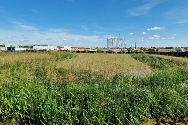 drainage-allowing-regrowth-of-wildlife-habitat
