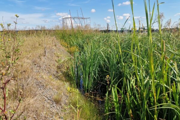 regrowth-of-wildlife-habitat-following-drainage-project