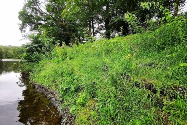 regrowth-on-riverbank-after-remediation-work