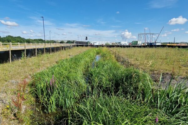 vegetation-re-growth-in-drainage-recovery-scheme